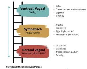 Leer meer over de rol van de Nervus Vagus in relaties via de Polyvagaal theorie